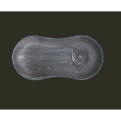 Блюдце для завтрака 250*120 мм, Aura Terraine, форма Гурмэ, Bonna 